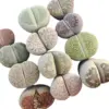 10 Live Lithops Plants Medium Rare Living Stone Seedlings Mixed Succulent Bare Root