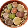10 Live Lithops Plants Medium Rare Living Stone Seedlings Mixed Succulent Bare Root