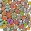 20 Live Lithops Plants Medium Size Rare Living Stone Seedling Mixed Succulent Bare Root without Pot