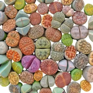 20 Live Lithops Plants Medium Size Rare Living Stone Seedling Mixed Succulent Bare Root without Pot