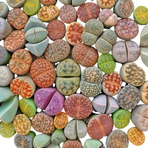 20 Live Lithops Plants Medium Size Rare Living Stone Seedling Mixed Succulent Bare Root without Pot