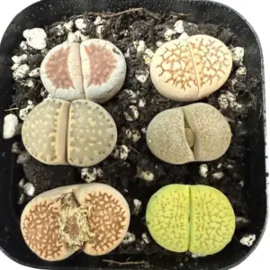 20 Live Lithops Plants Medium Size Rare Living Stone Seedling Mixed Succulent Bare Root without Pot