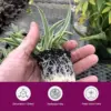 3 Pack Spider Plant Live Houseplant Air Purifying Low Maintenance Variegated Indoor Plant White Green