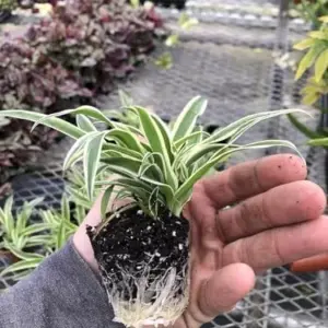3 Pack Spider Plant Live Houseplant Air Purifying Low Maintenance Variegated Indoor Plant White Green