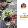 3 Pack Spider Plant Live Houseplant Air Purifying Low Maintenance Variegated Indoor Plant White Green