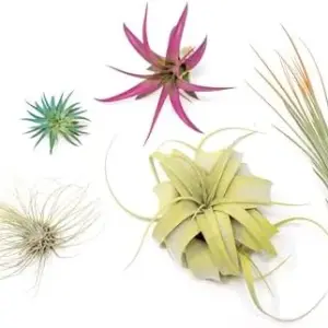 5 Colorful Air Plants Variety Pack Live Tillandsia Succulents Home Decor Easy Care
