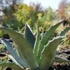 Agave Americana Century Plant Succulent Blue-Green 3 Gallon Outdoor Use