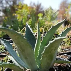 Agave Americana Century Plant Succulent Blue-Green 3 Gallon Outdoor Use