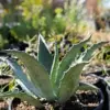 Agave Americana Century Plant Succulent Blue-Green 3 Gallon Outdoor Use