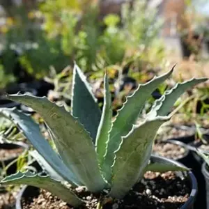 Agave Americana Century Plant Succulent Blue-Green 3 Gallon Outdoor Use