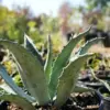 Agave Americana Century Plant Succulent Blue-Green 3 Gallon Outdoor Use