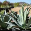 Agave Americana Century Plant Succulent Blue-Green 3 Gallon Outdoor Use