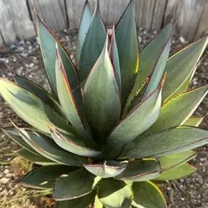 Agave Blue Glow Live Plant Succulent 3 Gallon Blue Gray Drought Tolerant