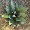 Agave Blue Glow Live Plant Succulent 3 Gallon Blue Gray Drought Tolerant