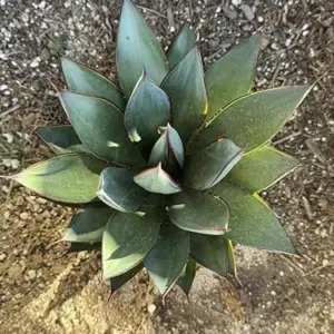 Agave Blue Glow Live Plant Succulent 3 Gallon Blue Gray Drought Tolerant