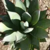 Agave Blue Glow Live Plant Succulent 3 Gallon Blue Gray Drought Tolerant