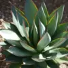 Agave Blue Glow Live Plant Succulent 3 Gallon Blue Gray Drought Tolerant