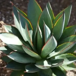Agave Blue Glow Live Plant Succulent 3 Gallon Blue Gray Drought Tolerant
