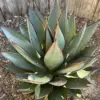 Agave Blue Glow Live Plant Succulent 3 Gallon Blue Gray Drought Tolerant