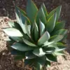 Agave Blue Glow Live Plant Succulent 3 Gallon Blue Gray Drought Tolerant