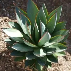 Agave Blue Glow Live Plant Succulent 3 Gallon Blue Gray Drought Tolerant
