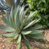 Agave Blue Glow Live Succulent Plant – Outdoor Cactus, Blue-Green, 1 Count – Heat Tolerant, Low Water, Easy Care