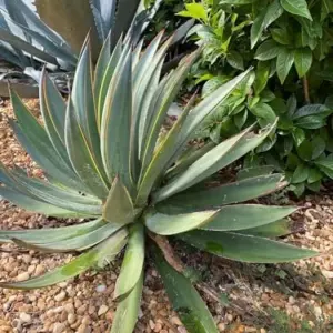 Agave Blue Glow Live Succulent Plant – Outdoor Cactus, Blue-Green, 1 Count – Heat Tolerant, Low Water, Easy Care