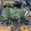 Agave Blue Glow Live Succulent Plant – Outdoor Cactus, Blue-Green, 1 Count – Heat Tolerant, Low Water, Easy Care
