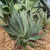 Agave Blue Glow Live Succulent Plant – Outdoor Cactus, Blue-Green, 1 Count – Heat Tolerant, Low Water, Easy Care