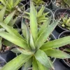 Agave Blue Glow Live Succulent Plant – Outdoor Cactus, Blue-Green, 1 Count – Heat Tolerant, Low Water, Easy Care