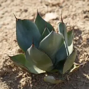 Agave Succulent Plant Live - Blue Century Plant Nova 3 Gallon Drought Tolerant