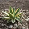 Agave lophantha Quadricolor Succulent Plant 3 Gallon Multicolor