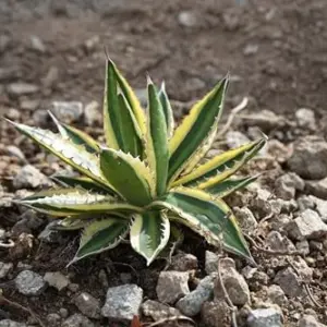 Agave lophantha Quadricolor Succulent Plant 3 Gallon Multicolor