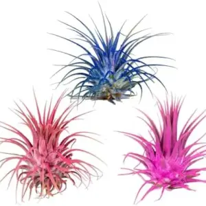 Air Plants Tillandsia Ionantha Pink Coral Blue Mix 3pk with 3 Black Planters Live House Plants for Home Decor & Gift