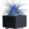 Air Plants Tillandsia Ionantha Pink Coral Blue Mix 3pk with 3 Black Planters Live House Plants for Home Decor & Gift