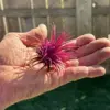 Air Plants Tillandsia Ionantha Pink Coral Blue Mix 3pk with 3 Black Planters Live House Plants for Home Decor & Gift