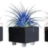 Air Plants Tillandsia Ionantha Pink Coral Blue Mix 3pk with 3 Black Planters Live House Plants for Home Decor & Gift