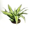 Air Purifying Live House Plant, 4 inch Pot Indoor Green Foliage