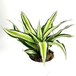Air Purifying Live House Plant, 4 inch Pot Indoor Green Foliage