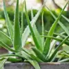 Aloe Vera Live Plant 6 inch Pot Indoor House Plant Decor Green Succulent 12-22 inches Tall