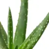 Aloe Vera Live Plant 6 inch Pot Indoor House Plant Decor Green Succulent 12-22 inches Tall