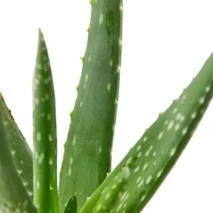 Aloe Vera Live Plant 6 inch Pot Indoor House Plant Decor Green Succulent 12-22 inches Tall