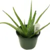 Aloe Vera Plant Indoor Succulent 6 Inch Pot Green Organic