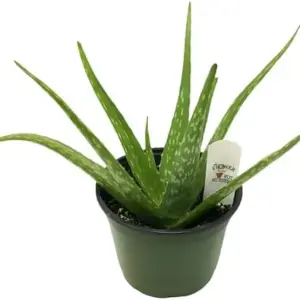 Aloe Vera Plant Indoor Succulent 6 Inch Pot Green Organic