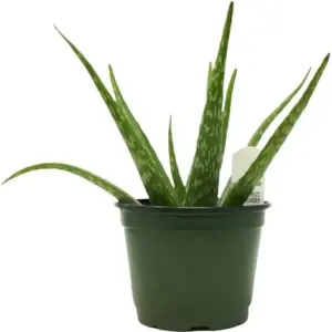 Aloe Vera Plant Indoor Succulent 6 Inch Pot Green Organic
