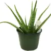 Aloe Vera Plant Indoor Succulent 6 Inch Pot Green Organic