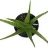 Aloe Vera Plant Indoor Succulent 6 Inch Pot Green Organic
