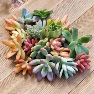Assorted Live Succulent Cuttings 20 Pack Unique Varieties Green Plants 1-3 inches