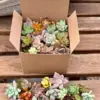 Assorted Live Succulent Cuttings 20 Pack Unique Varieties Green Plants 1-3 inches