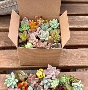 Assorted Live Succulent Cuttings 20 Pack Unique Varieties Green Plants 1-3 inches